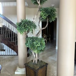 Walter e Smithe Plant 7.5 Feet Tall