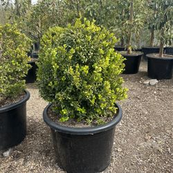 Boxwood Globes