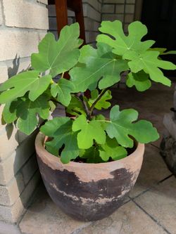 Fig plant ☘️