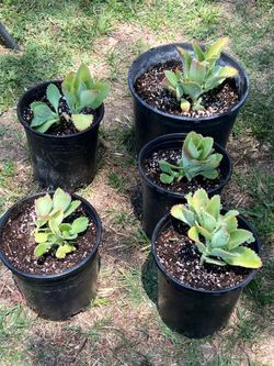 Kalanchoe o madre de mil.