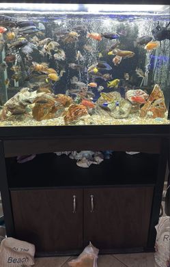 75 Gallon Fish Tank 