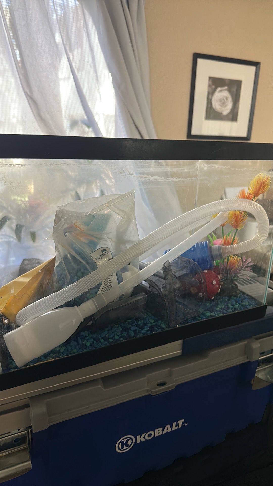 Fish tank