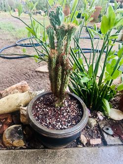Cactus