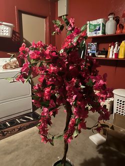 bougainvillea trees
