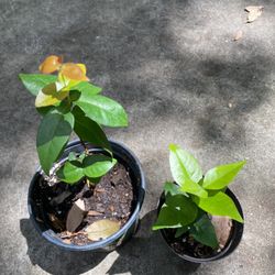 Surinam Cherry Trees - Pitanga 