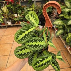 Marantha 'Prayer Plant'