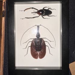 Taxidermy Framed Violin Beetle and Giant Bamboo Weevil