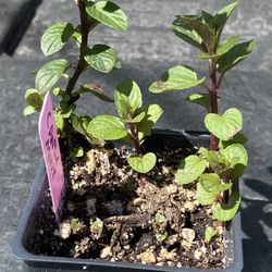 Candy Mint plant - Dulce Menta Planta - Yerba Hierba buena dulce