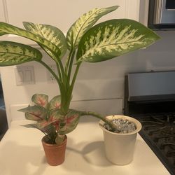 Beautiful Real Plant