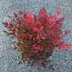 Nandina Gulf Stream
