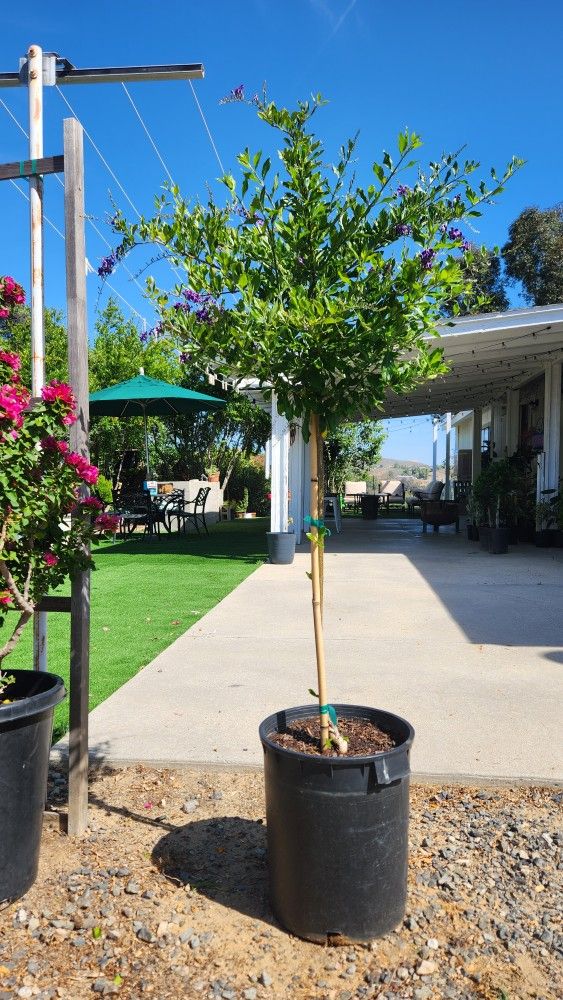 $65 Sweet Memory Duranta Sky Flower Purple Flower Tree 💜 10 Gallons Pot