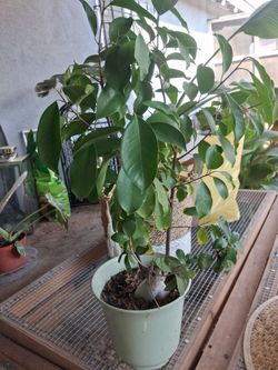 Caudex plant
