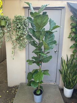 Ficus Lyrata Fiddle Leaf Fig Tree House Plant 8.5” Pot