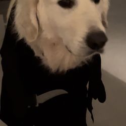 Halloween Pet Costume