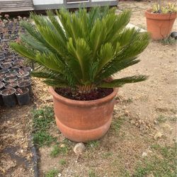 Sago palm