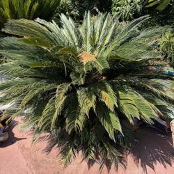 Sago Palm- Beautiful And Healthy-Priced To Sell Fast