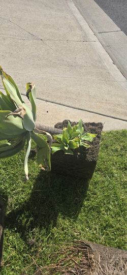 Fox Tail Agave
