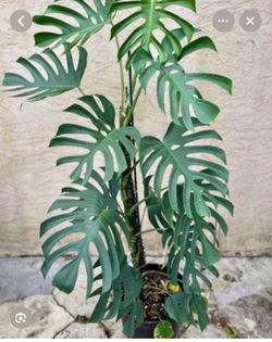 6” monstera sierrana mexican form first picture for reference