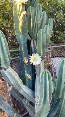 cactus 🌵