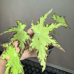 Begonia 'Phoe's Cleo' live plant A