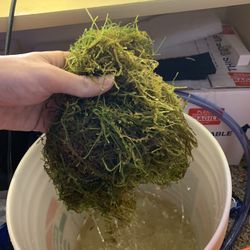 Java Moss