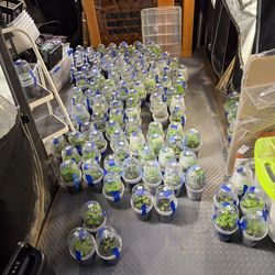 Pepper Plants all types