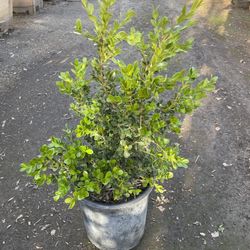 Japanese Boxwood Hedge