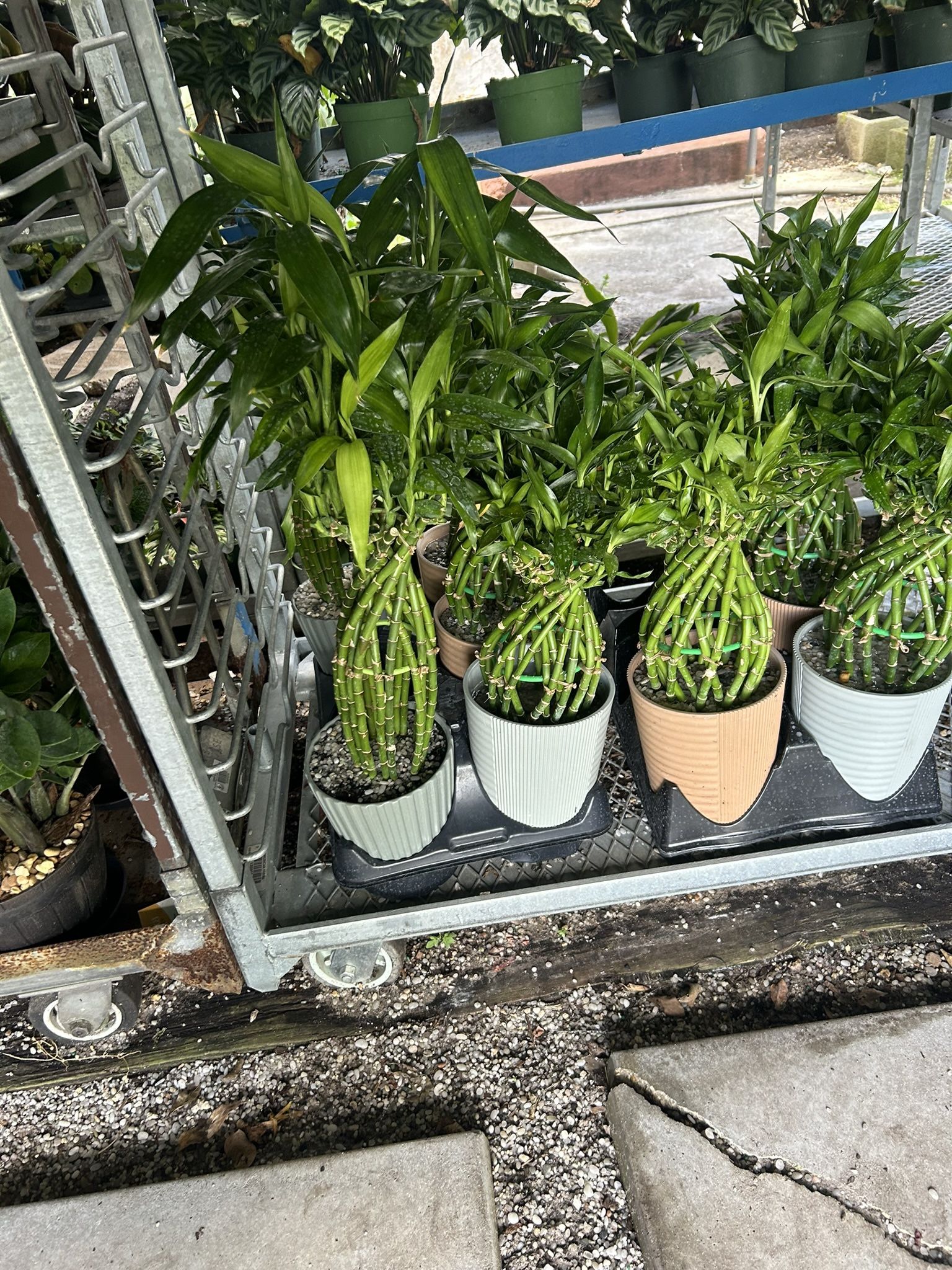HOME PLANTS- SPECIAL PRICE LUCKY BAMBOO