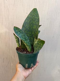 6” whale fin sansiveria