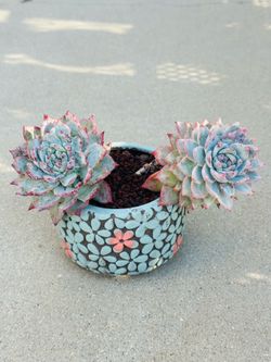 Succulents plants 🪴 （Echeveria Blue Bird）