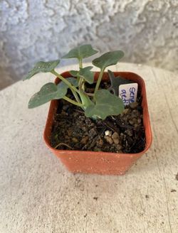 2 Inch Pot Succulent Plant - Senecio Articulatus - Candle Plant - Rooted & Established - Drought Resistant- 🪴Baby Bridal Shower Favors