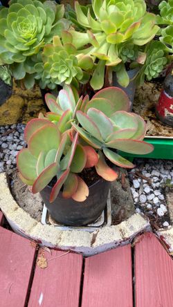 Flapjack plant in 5 gallon container