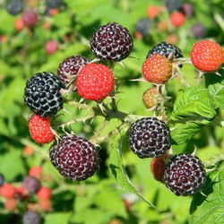 🍇Raspberry Plant (Jewel)Frambuesa