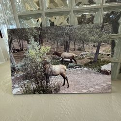 Elk Photograph