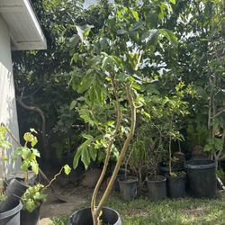 Guava Tree