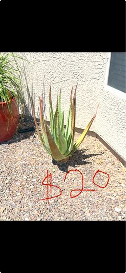 Desert Landscape Plants