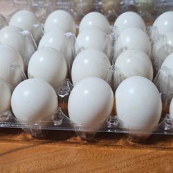 Organic grown duck eggs