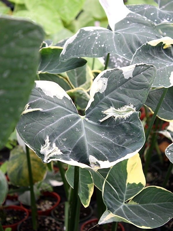 yucatan princess variegata Alocasia Yucatán Princess Aurea Variegated 4” Exact Plant main image 1