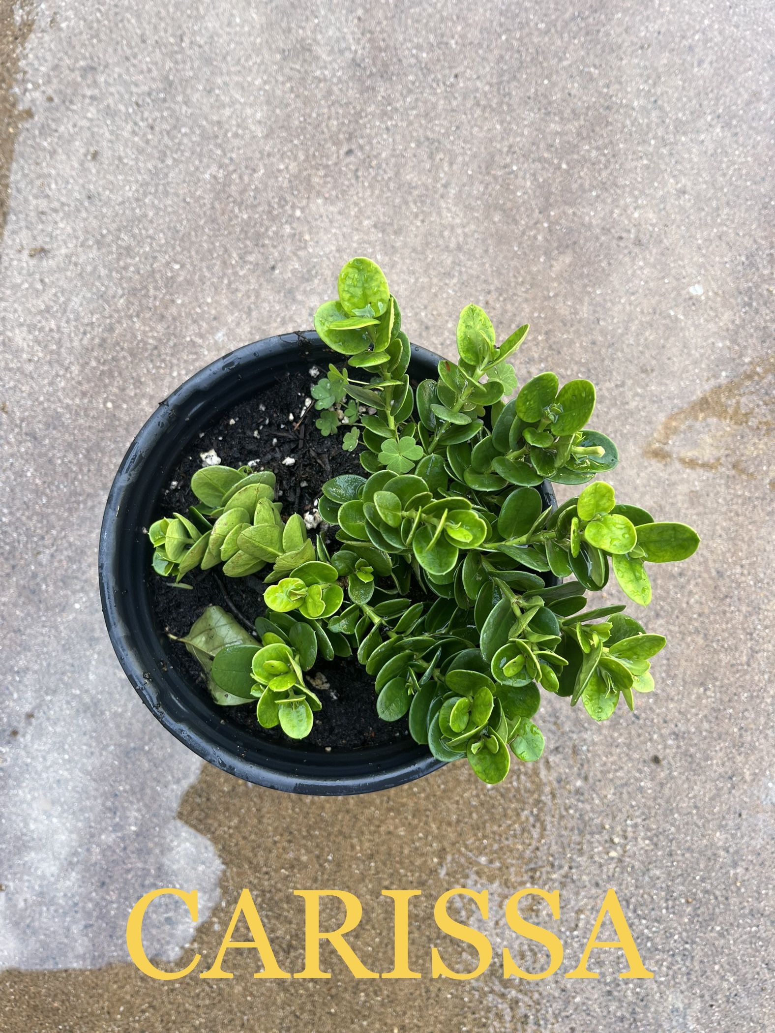 PLANTS