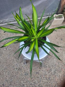 Dracaena Plant 10" Nursery Pot