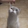 Juju