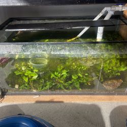 Fish Tank Aquarium 40 Gallons 