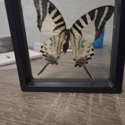 Taxidermy Butterfly 
