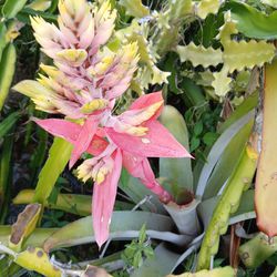 Pink And Yellow Flowering Bromeliad Long Lasting