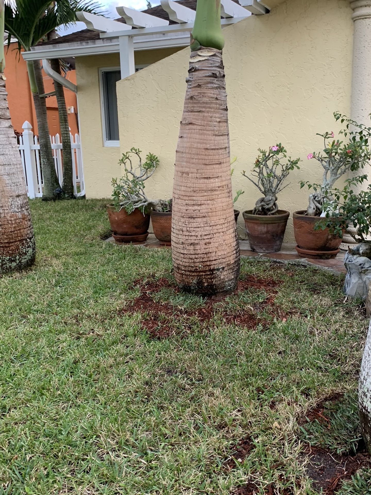 Palm Tree 10 Year Old