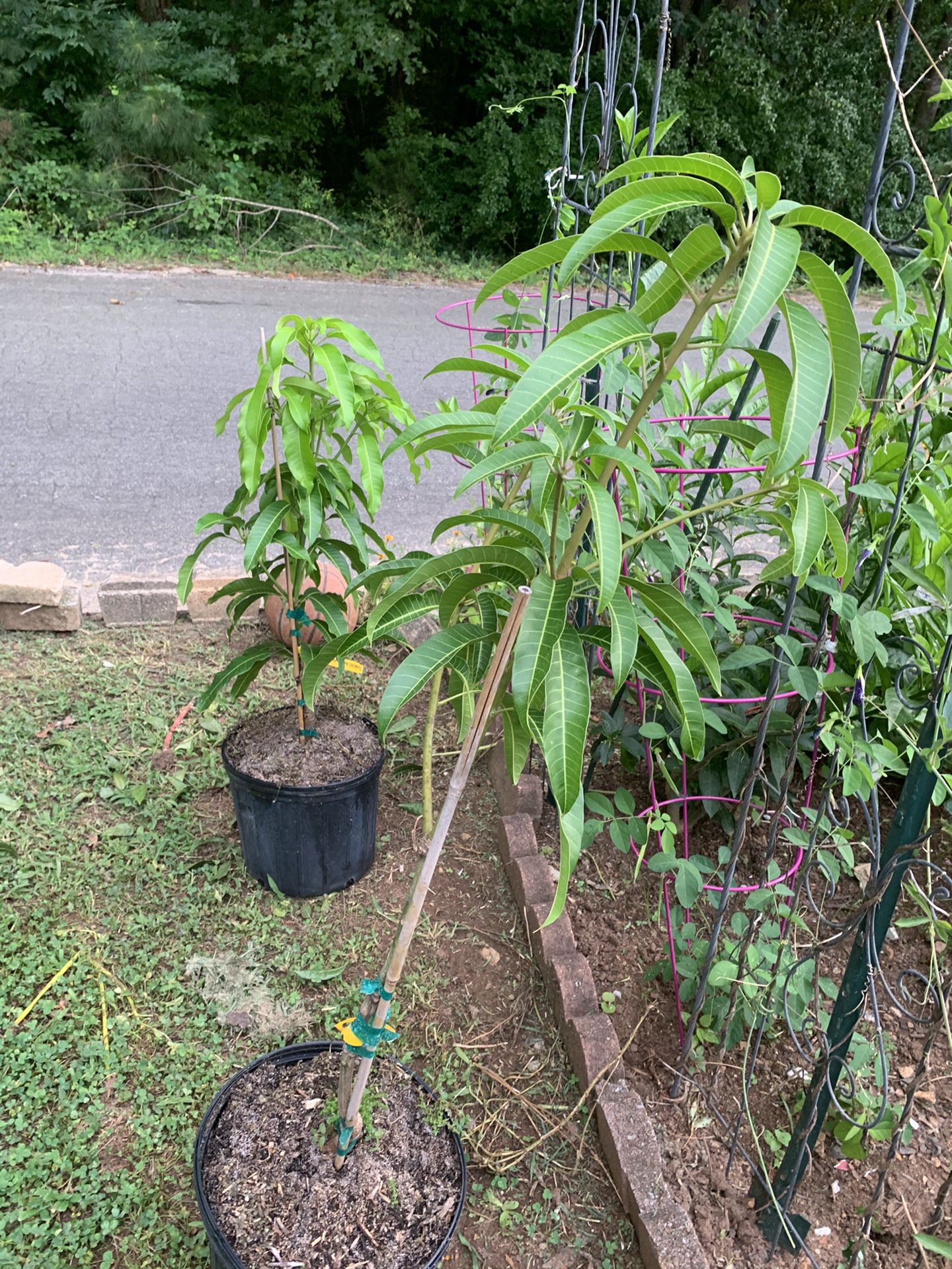 Grafted Mango Trees
