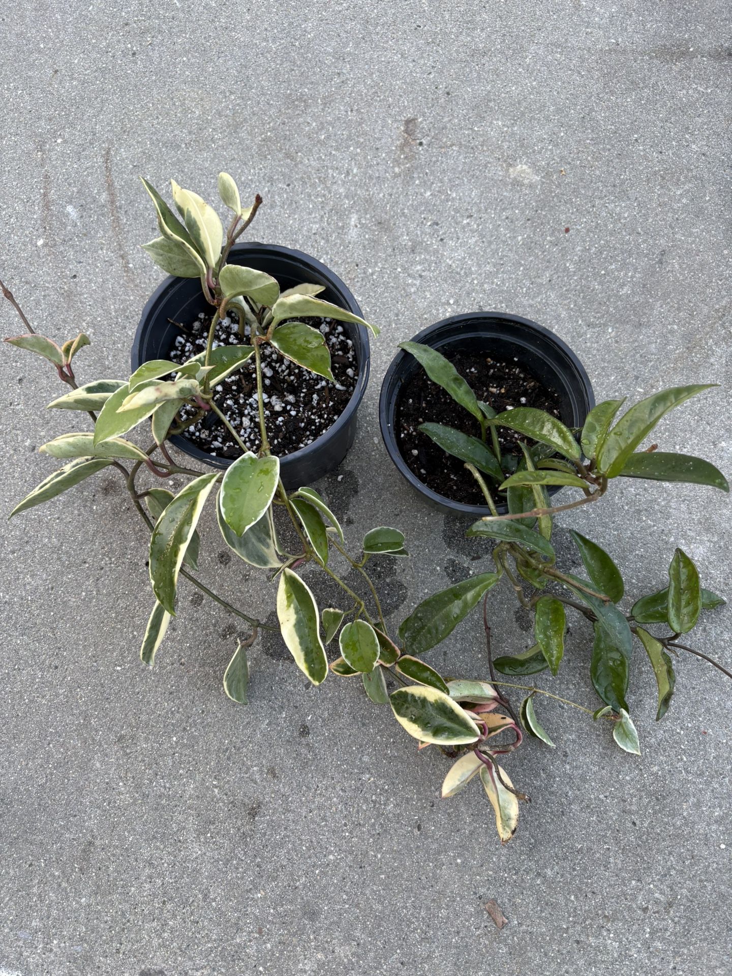 Plant hoya