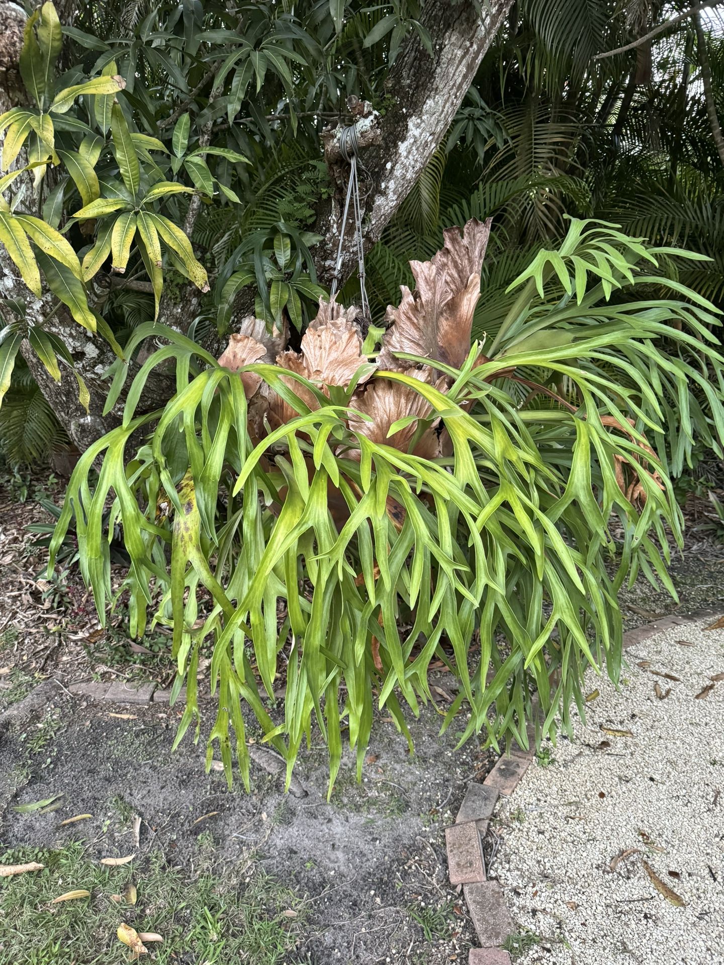 Stag horn Hanging Plant Large