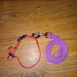 Dog Collar And New Leash New Collar As Well