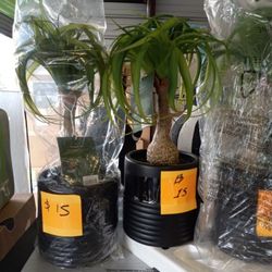 Brand New Artificial Plants // Price Starts At$15